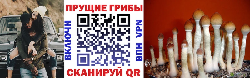 Галлюциногенные грибы Cubensis  Снежногорск 